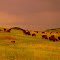 Bison Herd, Custer State Park, SD