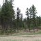 Custer State Park in Custer, SD