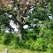 Old Tree