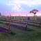 Vineyard