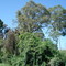 bosque do Jardim das Nações