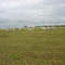 gado no campo