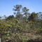 Cerrado na lateral da Rodovia Washington Luiz - SP-310