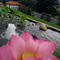 Flor de lótus na entrada do Zu Lai