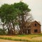 Abandoned homestead in wheat country.