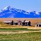 Homestead Panorama