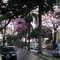 Av João Pessoa - Nova Odessa SP