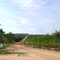 Estrada sem nome (Brotas - Dourado) – Brotas, 2009