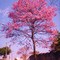  Ipe Roxo - SBCampo-SP.Brasil
