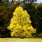 Fall Yellow