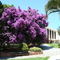 Bougainville, primavera, lustrosa... (12/2008)