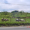 Bois na Estrada de Itapecerica - Itapecerica da Serra - Brasil