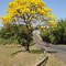 Ipé Amarelo (Tabebuia chrysotricha) no Km-313 da Rodovia Brig. Faria Lima SP-326, perto de Dobrada
