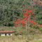 Mulungu (Erythrina verna), com sua floração vermelho vivo.