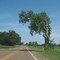 Interesting tree on George Gracey highway