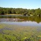 Birds in Twin Lake
