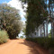 Estrada entre Birigui e Coroados