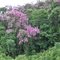 Manacá-da-serra