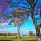 Floração dos Ipês Roxo e Amarelo