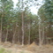 Eucalípitos 05/out/2008