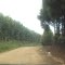 Estrada Vicinal