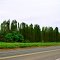 Árvores Enfileiradas - Bariri SP