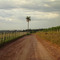 Araçatuba: Backroad View - Vista de uma vicinal