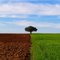 Duas Cores - Terra preparada para o plantiu e a vegetação que serve para pastagem para gado