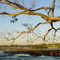#73 Autumn in São Francisco River, Pirapora, Brasil