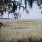 Bluffton estuary