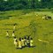 amazonia 1984