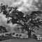 haunted tree BW