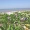Plantas (Convolvulaceae especie Ipomoea pes-caprae (L.) R. Br., comum na região), na praia da reserva de Jurubatiba, em Carapebus/RJ.
