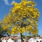 Oque seria do amarelo, se todos gostassem do verde?