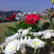 Dear Dady,  you´ll be always on my mind!