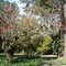 (Erythrina speciosa) (09/2011)