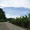 Estrada do Rio Branco