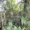 Trexo da Mata Atlântica