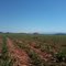 Plantação de cana de açúcar