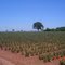 Lavoura de abacaxi - Frutal MG.