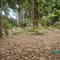 BOSQUE DA PRAIA DE ITACURUBITIBA, MANGARATIBA, RJ, BRAZIL