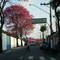 Rua Dráusio - São Bernardo do Campo SP