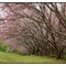Sakura.Pq.do Carmo-SP
