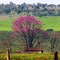 Cenário Rural (Campos Novos Paulista)