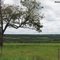 Árvore e paisagem