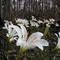 Lilies in the Francis Marion National Forest