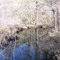 Creek in National Forest