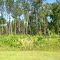 Lowcountry Pines