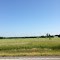Hay