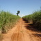 Plantação de Cana-de-Açucar (Sp-563)